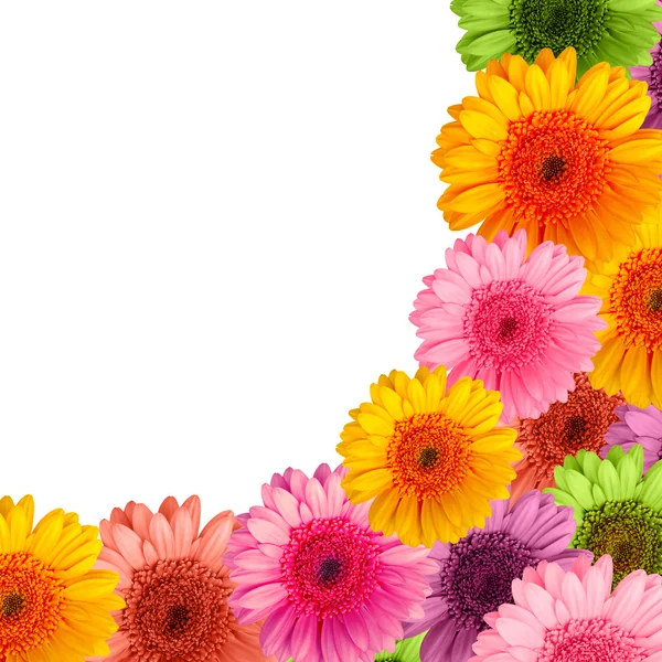 Beyaz arka plan üzerinde izole gerbera çiçekleri buketi — Stok fotoğraf
