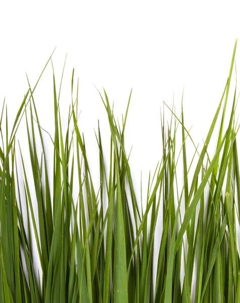 Vers voorjaar groen gras geïsoleerd op witte achtergrond — Stockfoto