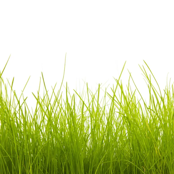 Groen gras — Stockfoto