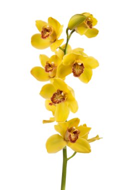 Açık sarı orkide çiçekleri beyaz arkaplanda izole edilmiş