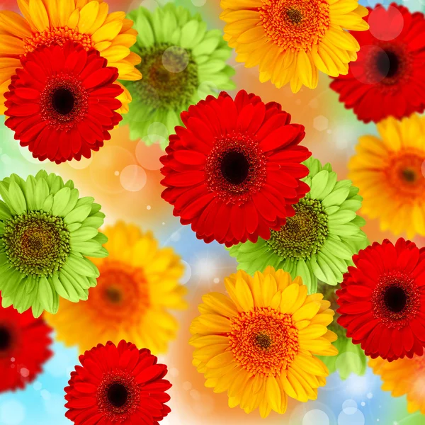 Flor de gérber — Fotografia de Stock