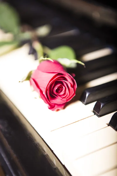 Rose on a piano — Stock Photo, Image