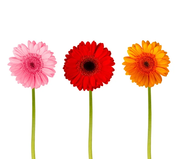 Colorful gerbers flowers isolated — Stock Photo, Image