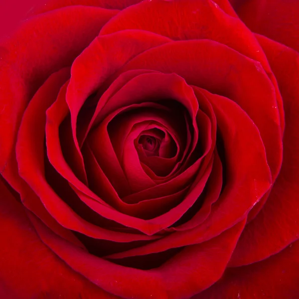 Rote Rose — Stockfoto