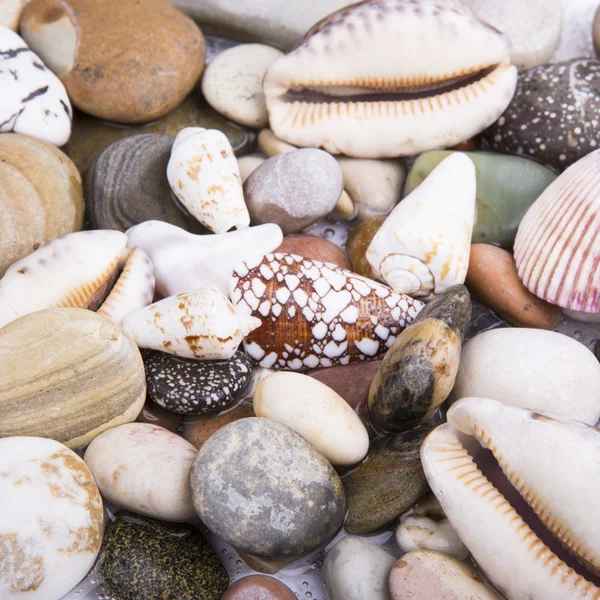 Deniz kabukları taşları çerçeve — Stok fotoğraf