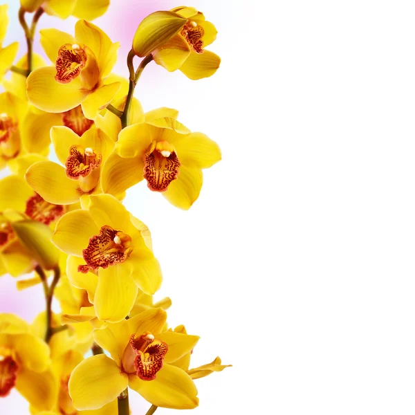 Flor de orquídea amarela isolada no fundo branco — Fotografia de Stock