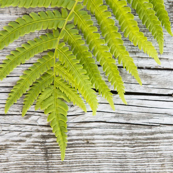 Hojas verdes sobre el viejo fondo de madera — Foto de Stock