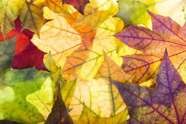 sonbahar yaprakları sonbaharda bir arka planı için