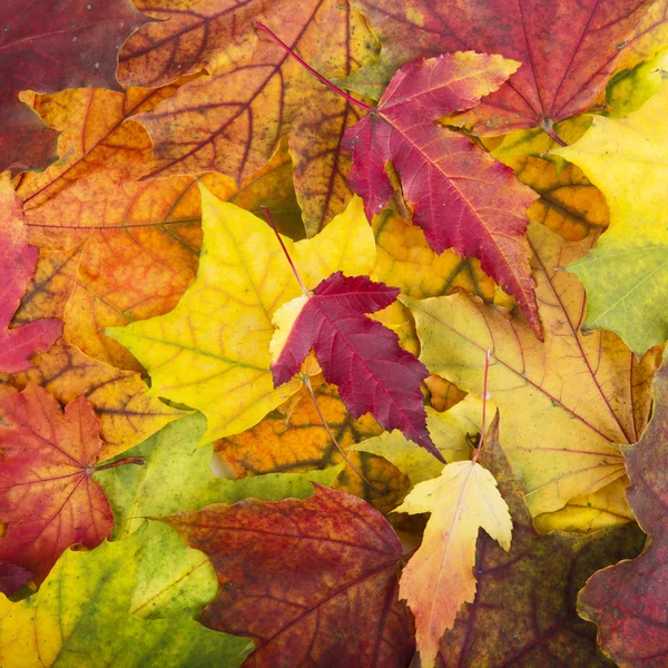 Fond coloré et lumineux fait de feuilles d'automne tombées — Photo