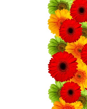 Beyaz arka plan üzerinde izole gerbera çiçekleri buketi