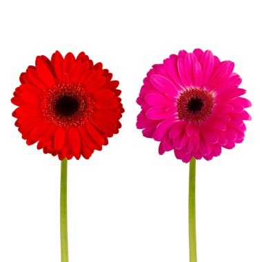 izole renkli Gerber'ler çiçekler