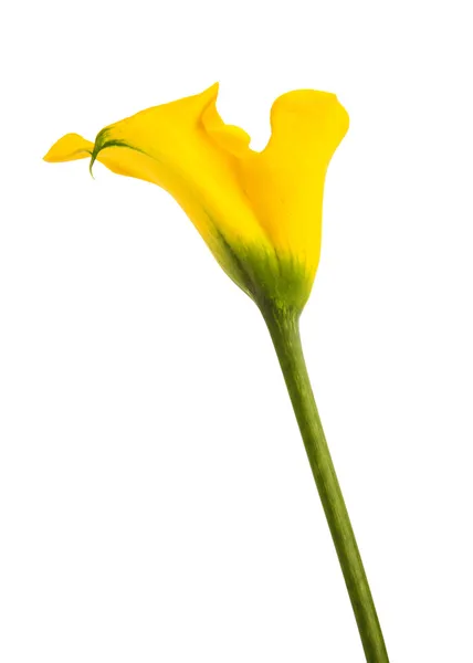 Amarelo calla isolado no fundo branco — Fotografia de Stock