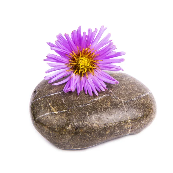 Цветок на камне — стоковое фото