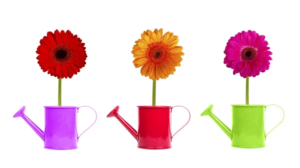 Colorful gerbers flowers isolated — Stock Photo, Image