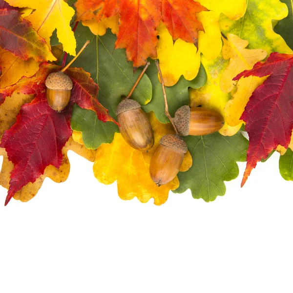 Sonbaharda akçaağaç yaprakları — Stok fotoğraf
