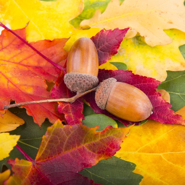 Fond coloré et lumineux fait de feuilles d'automne tombées — Photo