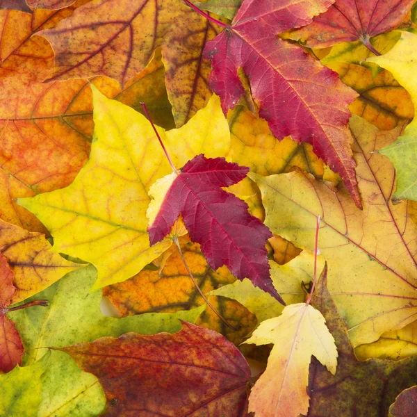 Düşen sonbahar yapraklarından yapılmış renkli ve parlak arkaplan — Stok fotoğraf