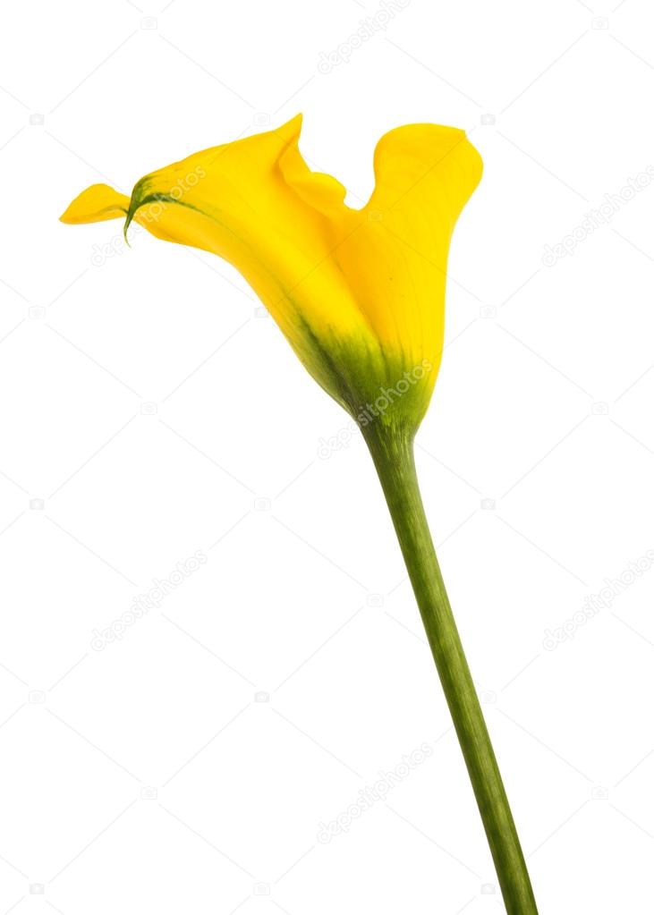 Yellow calla isolated on white background
