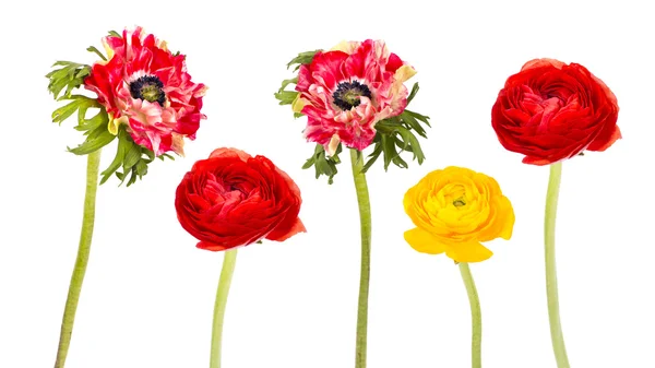 Collage with colorful flowers isolated — Stock Photo, Image