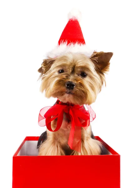 Yorkshire terrier en una caja roja de Navidad — Foto de Stock