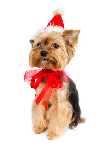 Yorkshire terrier vid jul — Stockfoto