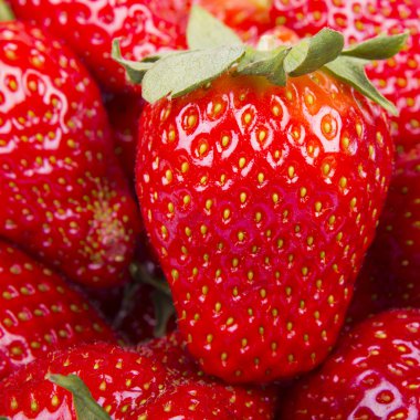 pek çok kırmızı olgun çilek. Gıda arka plan