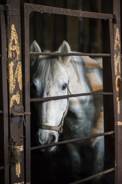 Ló az istállóban — Stock Fotó