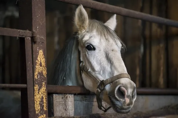 Cavalo no estábulo — Fotografia de Stock