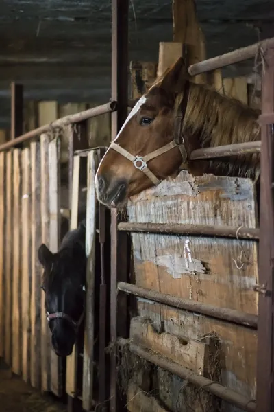 Cavalo no estábulo — Fotografia de Stock