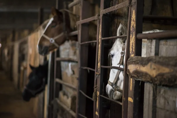 Cavalo no estábulo — Fotografia de Stock