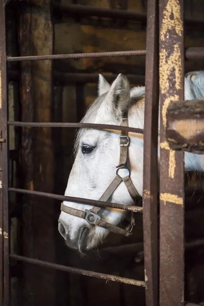 Cavalo no estábulo — Fotografia de Stock