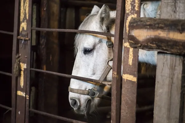 Cavalo no estábulo — Fotografia de Stock