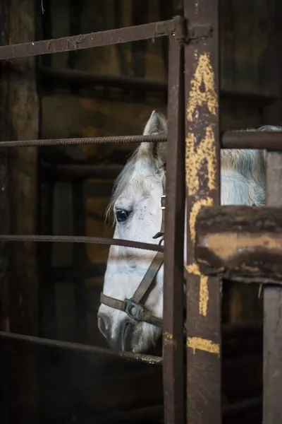 Cavalo no estábulo — Fotografia de Stock