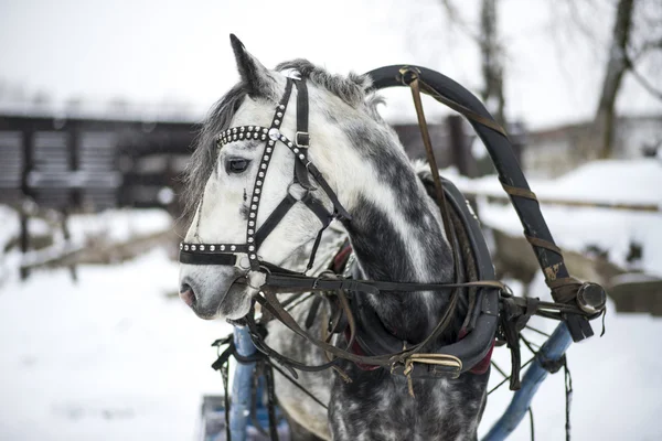 Häst och släde — Stockfoto