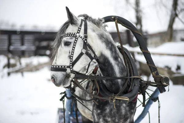 Häst och släde — Stockfoto