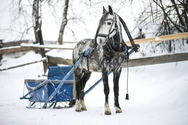 Horse-drawn sleigh — Stock Photo, Image