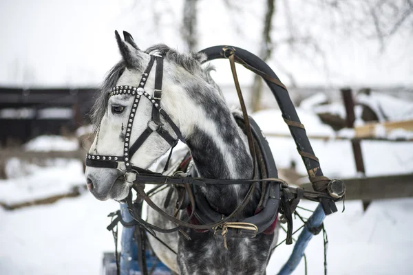 Häst och släde — Stockfoto