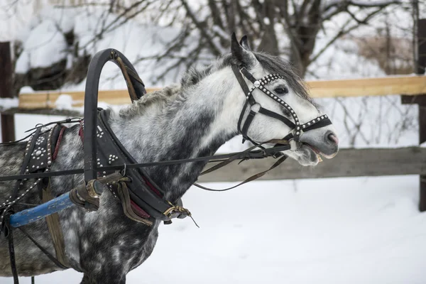 Horse-drawn sleigh — Stock Photo, Image