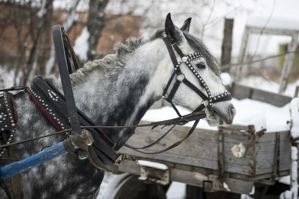 Trenó puxado a cavalo — Fotografia de Stock