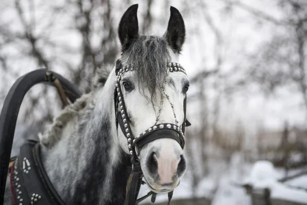 Häst och släde — Stockfoto