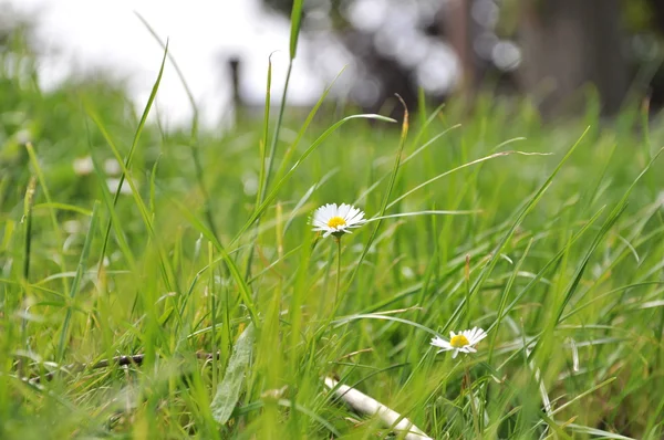 Countryside green field with chamomiles — Stock Photo, Image