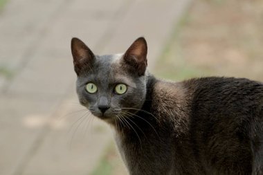 Şaşırmış yüzlü güzel bir kedi