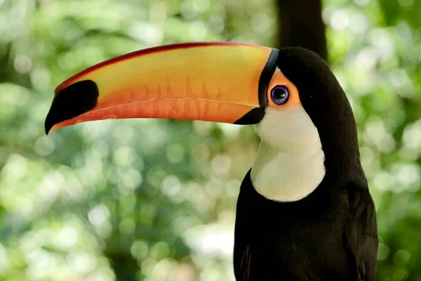 Toucan Známý Jako Toco Toucan Svém Přirozeném Prostředí — Stock fotografie