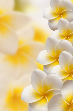 Frangipani tropikal spa çiçek. Plumeria. sınır tasarlamak