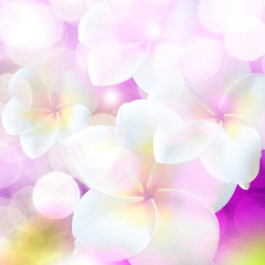 Frangipani tropikal spa çiçek. Plumeria. sınır tasarlamak