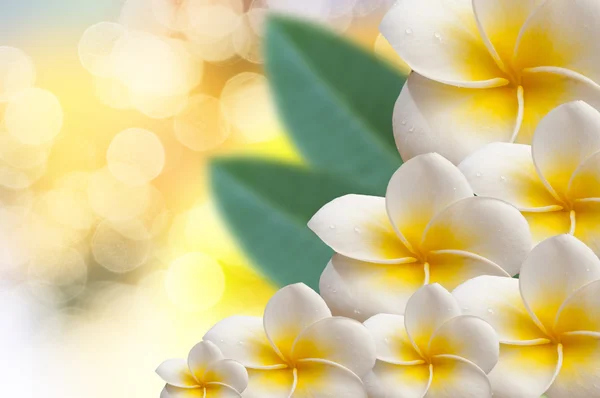 Frangipani Tropical Spa Flower. Plumeria. Border Design — Stock Photo, Image