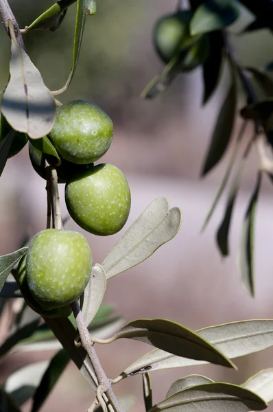 Olive ancora sull'albero — Stock Photo, Image