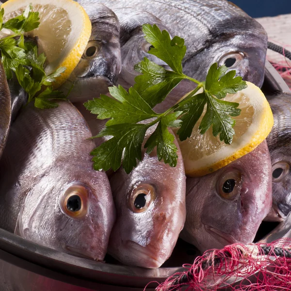 Sea bass — Stock Photo, Image