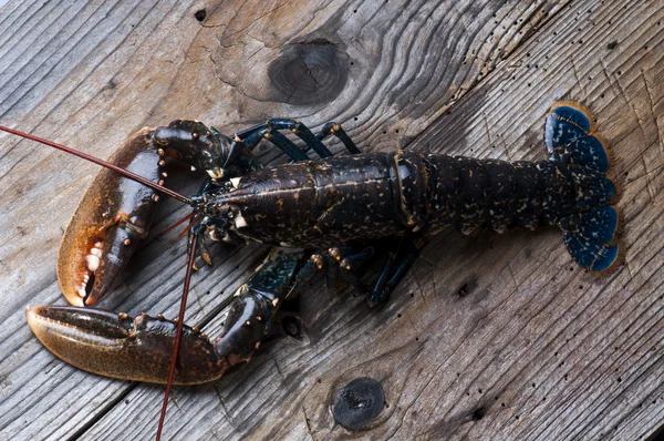 Lobster — Stock Photo, Image