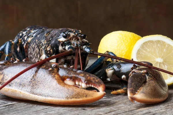 Lobster — Stock Photo, Image